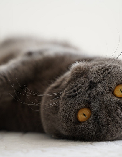 Шотландская вислоухая кошка: фото, характер и особенности породы