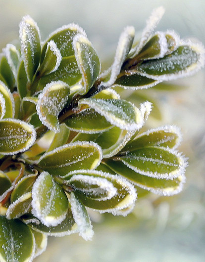 Топ-7 растений, которыми можно украсить дом на Новый год