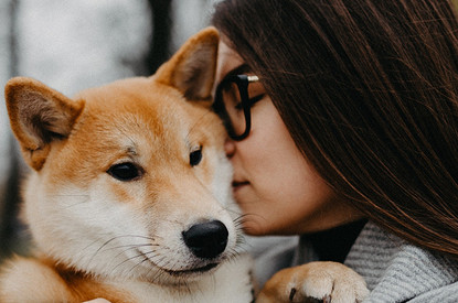 7 правил безопасной прогулки с собакой: инструкция от ветеринара