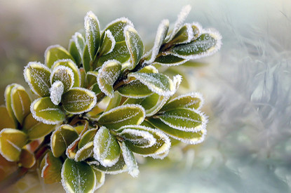 Топ-7 растений, которыми можно украсить дом на Новый год