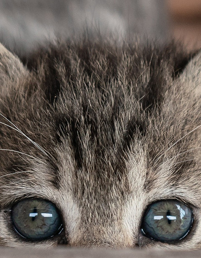 15+ способов убрать кошачий запах мочи в доме раз и навсегда