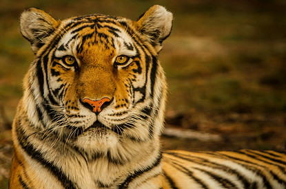 Восточный гороскоп 2022: что год Тигра принесет твоему знаку