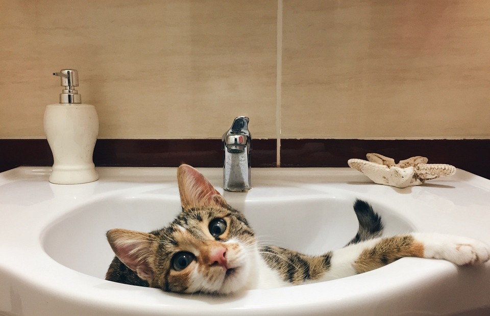 15+ способов убрать кошачий запах мочи в доме раз и навсегда