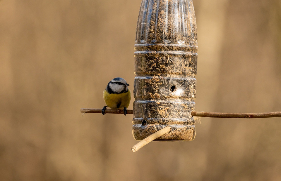 Не навреди: чем можно кормить птичек зимой в кормушке