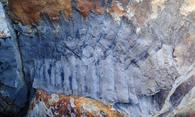 В Англии нашли окаменелости многоножки размером с машину