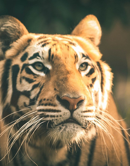 Новогодние подарки по фэншуй: что нельзя, а что можно дарить в год Тигра