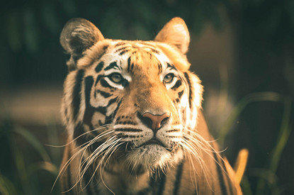 Новогодние подарки по фэншуй: что нельзя, а что можно дарить в год Тигра