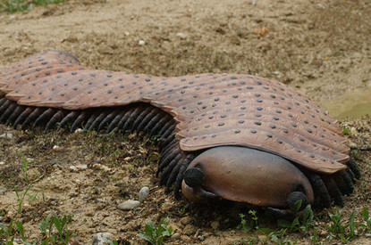 В Англии нашли окаменелости многоножки размером с машину