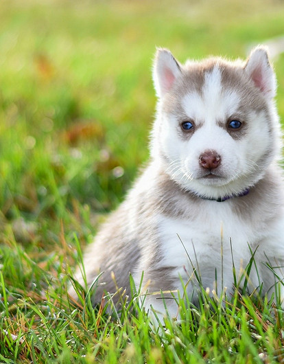 4 совета, как приучить щенка к пеленке или лотку (видео)