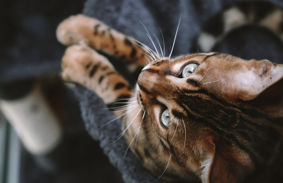 Топ-12 гипоаллергенных кошек: какую породу завести, если у тебя аллергия
