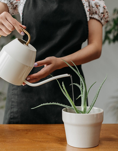 Как сохранить домашние растения на время отъезда без полива