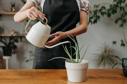 Как сохранить домашние растения на время отъезда без полива