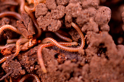 Корсеты, черви, мышьяк: самые опасные способы похудения в истории человечества