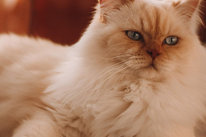 Величественный мейн-кун или лапочка «шотландец»: какая ты кошка по знаку Зодиака
