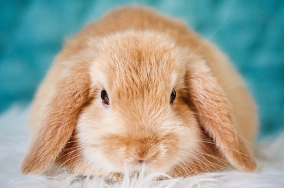 Garnier получил официальное одобрение Cruelty Free International