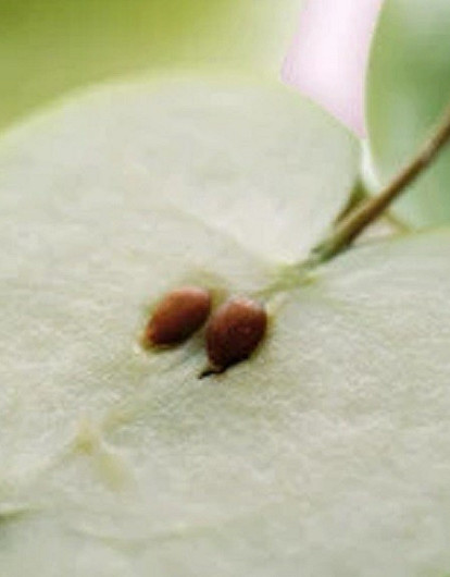 Железо при беременности