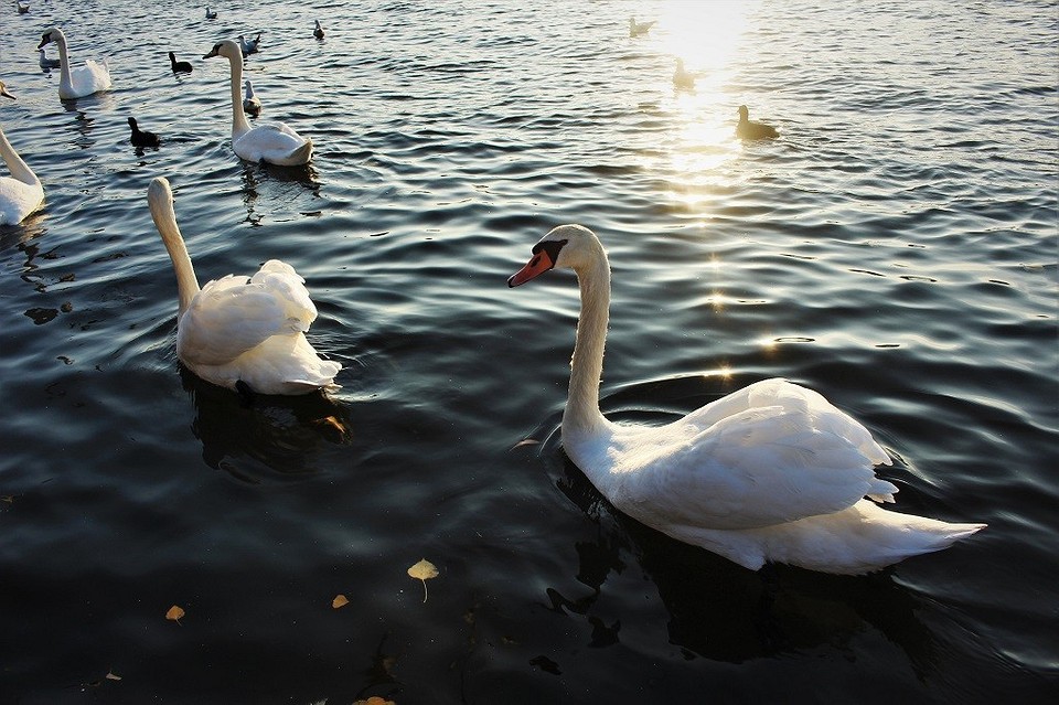 Чем можно покормить лебедей на озере или море, чтобы не навредить