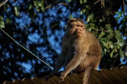К чему снится обезьяна: толкование снов про обезьяну мужчине, женщине