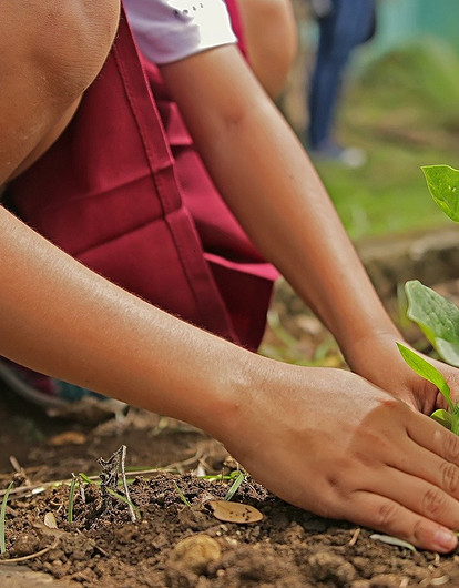 «Луна, луна, цветы, цветы»: дачные посадки по лунному календарю