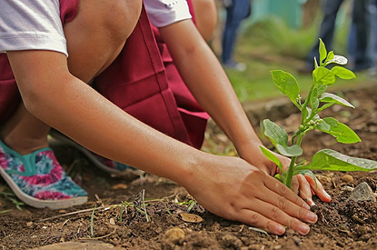 «Луна, луна, цветы, цветы»: дачные посадки по лунному календарю