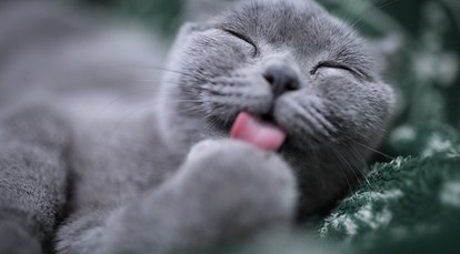 Ответы qwkrtezzz.ru: к чему снится серый кот