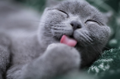 К чему снится кошка женщине: толкование сна по соннику, значение сновидения