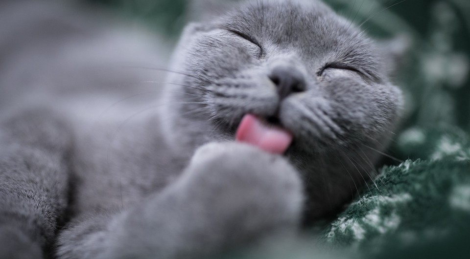 К чему снится кошка женщине: толкование сна по соннику, значение сновидения