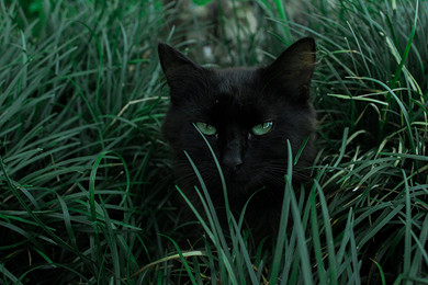 К чему снится черный кот? Сонник - черная кошка во сне.