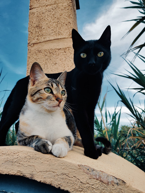 По соннику Цветкова, кошка — предвестник хитрого и опасного врага, о котором вы даже можете не догадываться. Если приснилась черная кошка — это открытый...