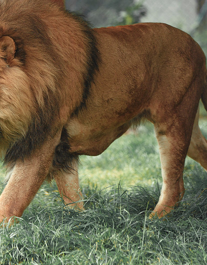 Самовлюблен и очень опасен: какие тайны скрывает знак зодиака Лев