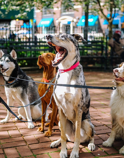 Тест «Как хорошо ты знаешь породы собак?»