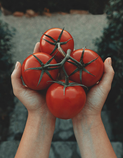 Им тоже нужна поддержка: 4 способа подвязывания помидоров на даче (видео)