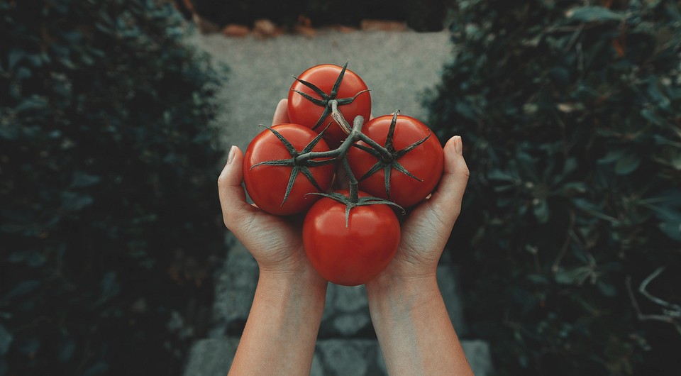 Им тоже нужна поддержка: 4 способа подвязывания помидоров на даче (видео)