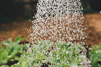 5 способов ухаживать за садом и огородом, когда ты не рядом (видео)