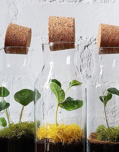 Сад в банке: 7 шагов по созданию флорариума своими руками