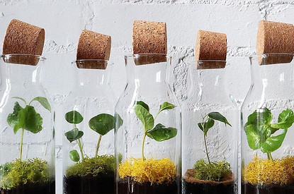 Сад в банке: 7 шагов по созданию флорариума своими руками