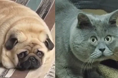 Мопс Леня, который ведет дневник, кот-бурят Федя и другие пушистики из ТикТок, от которых невозможно оторваться (видео)