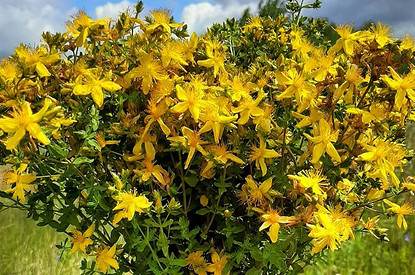 Собери свой букет трав: 9 полезных лекарственных растений средней полосы России