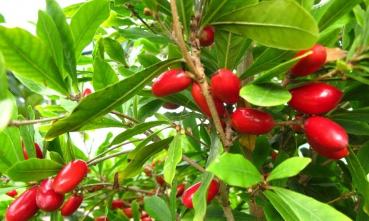 От питахайи до кивано: какой ты тропический фрукт по знаку зодиака