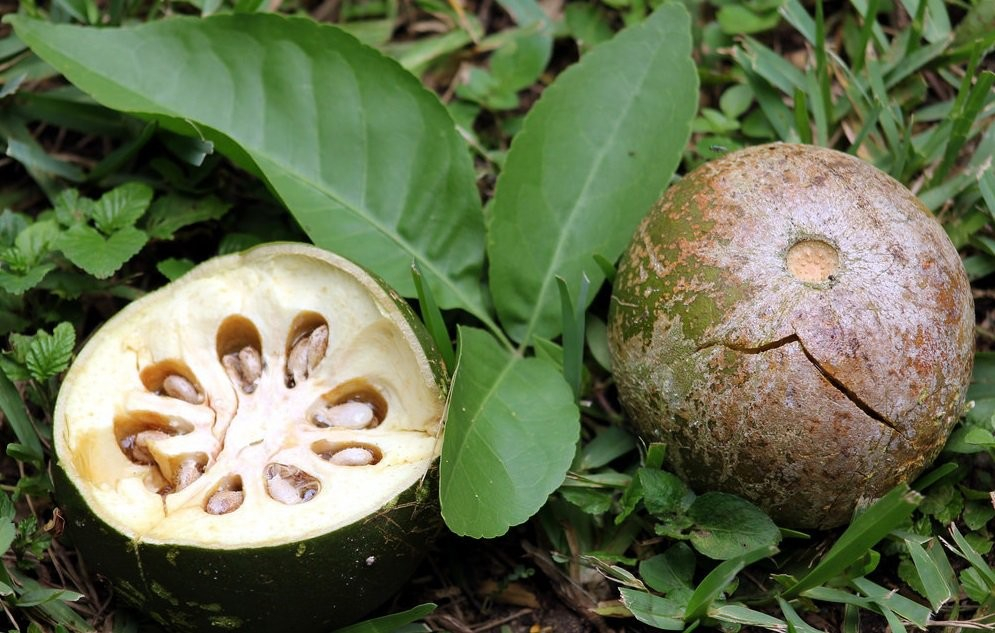 От питахайи до кивано: какой ты тропический фрукт по знаку зодиака