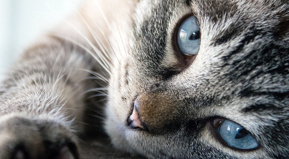 8 уроков счастья, которые дала бы тебе твоя кошка