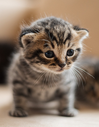 Как приучить котенка к лотку в квартире: пошаговая инструкция