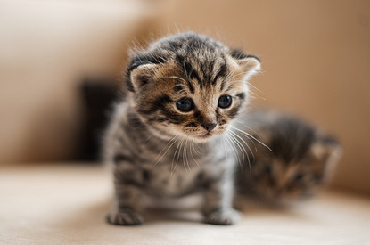 Как приучить котенка к лотку в квартире: пошаговая инструкция