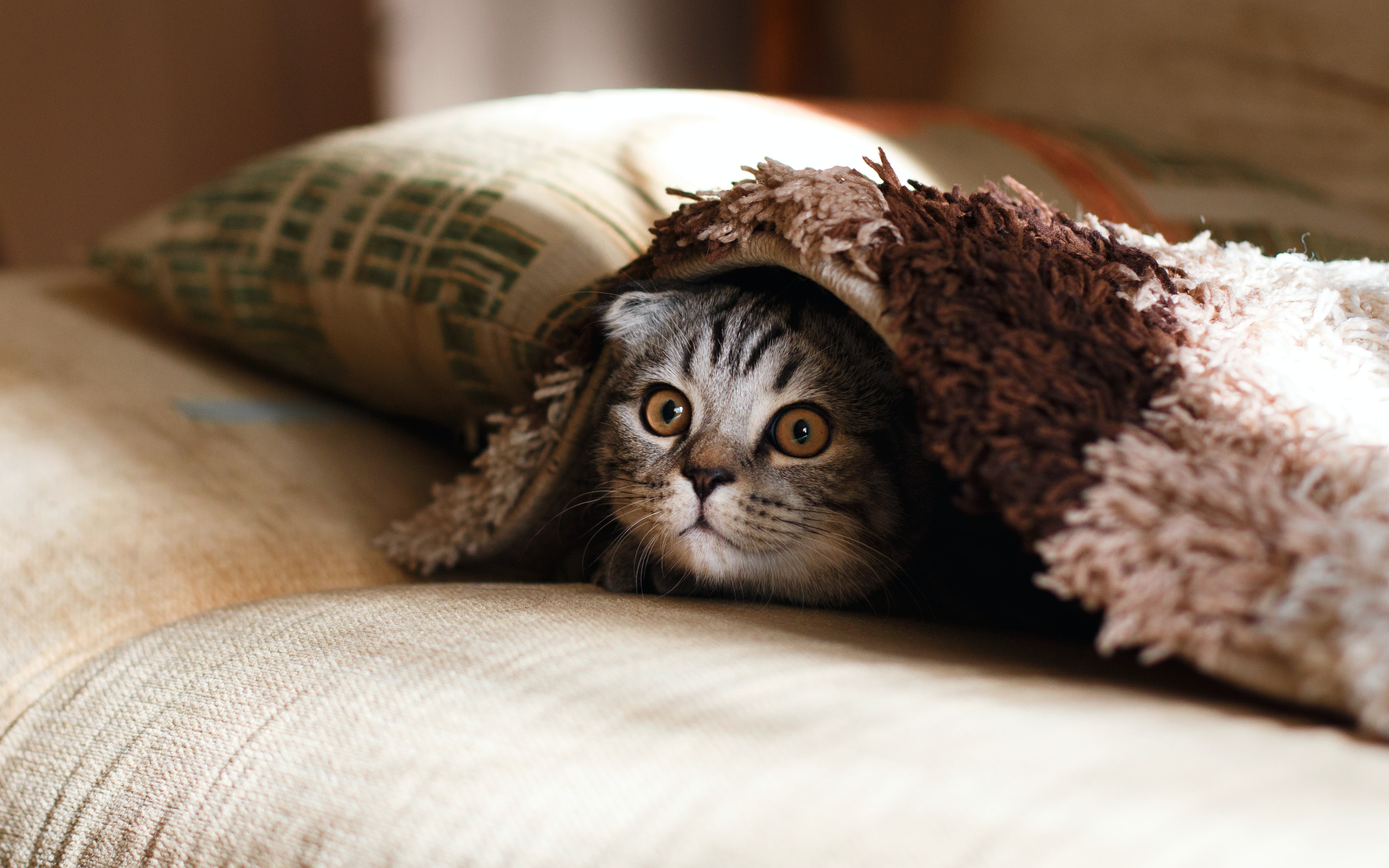 Грязные делишки:  9 эффективных способов по уничтожению кошачьего запаха