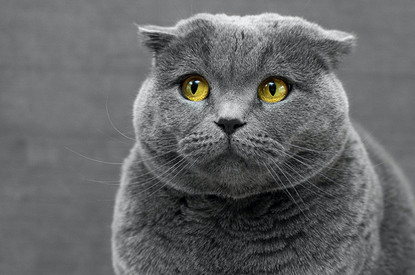 Грязные делишки:  9 эффективных способов по уничтожению кошачьего запаха