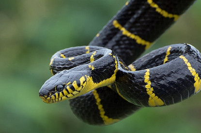 Первая помощь при укусе змеи: как не допустить, что сделать сразу и что категорически запрещено