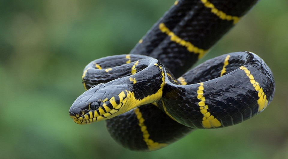 Первая помощь при укусе змеи: как не допустить, что сделать сразу и что категорически запрещено