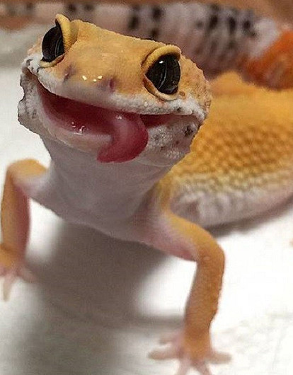 Ящерицы-улыбашки: 20 фото эублефаров, которые поменяют твое мнение о рептилиях (видео)