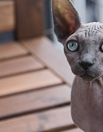 Лысые кошки: что нужно знать, прежде чем завести сфинкса