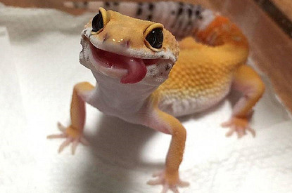 Ящерицы-улыбашки: 20 фото эублефаров, которые поменяют твое мнение о рептилиях (видео)